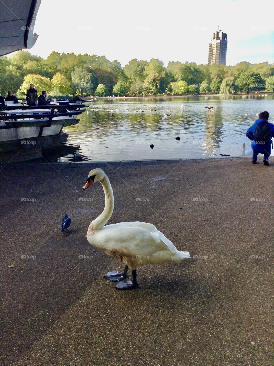 Swan at Hyde park, London 