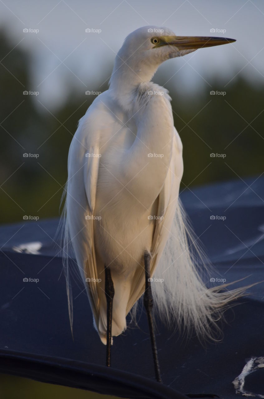 Snowy Egret on Pontoon Canopy