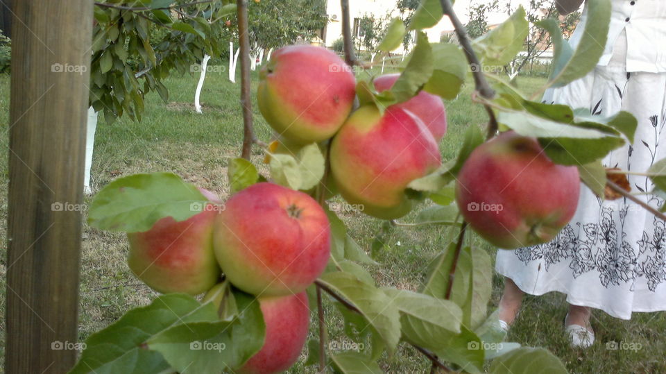 Fruit, Apple, Nature, Pasture, Leaf