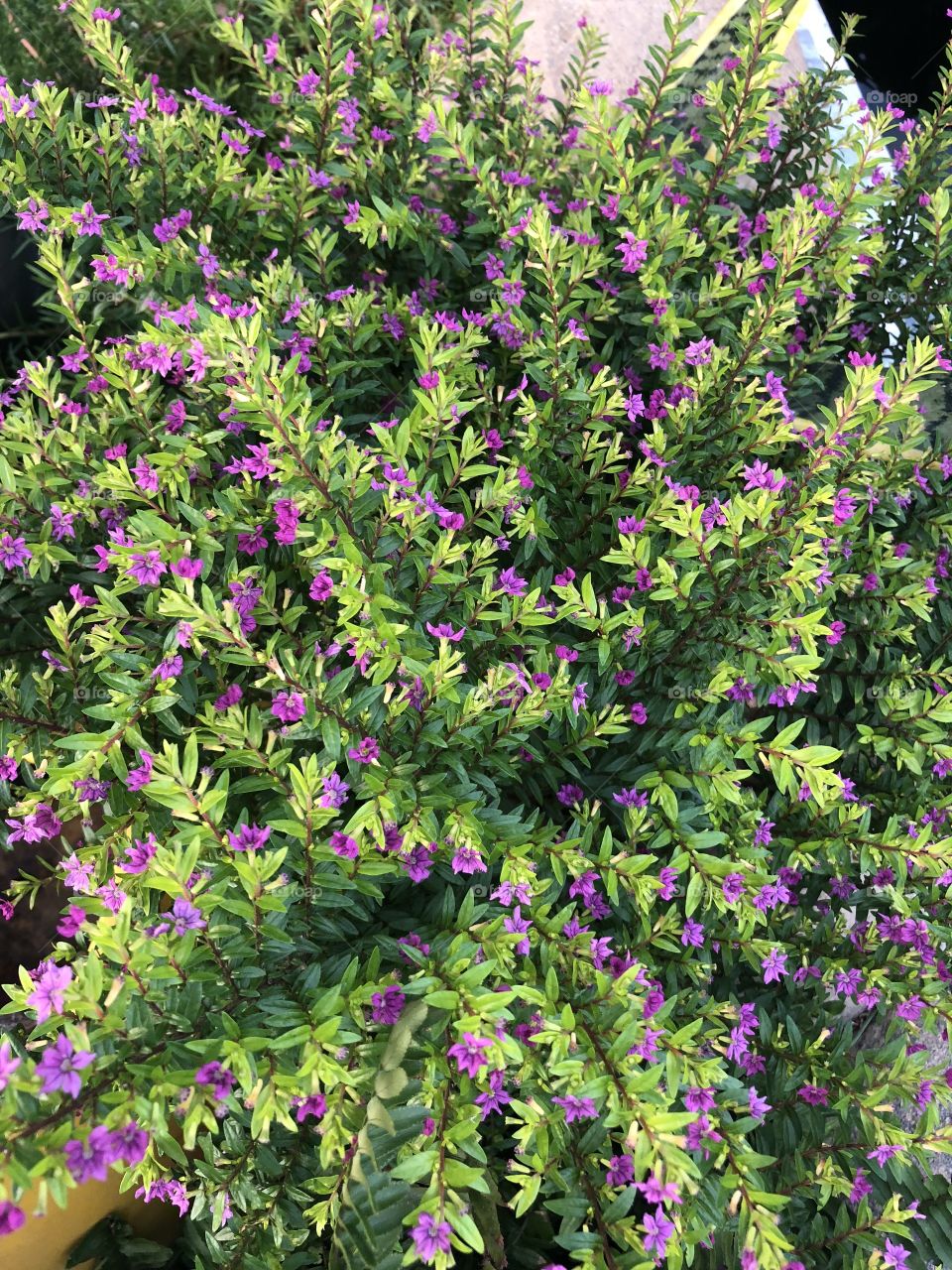 Pretty little flower cluster