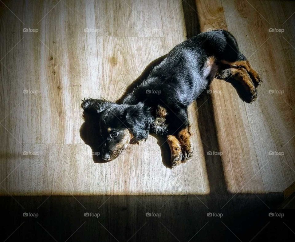 Pet dog laying on floor