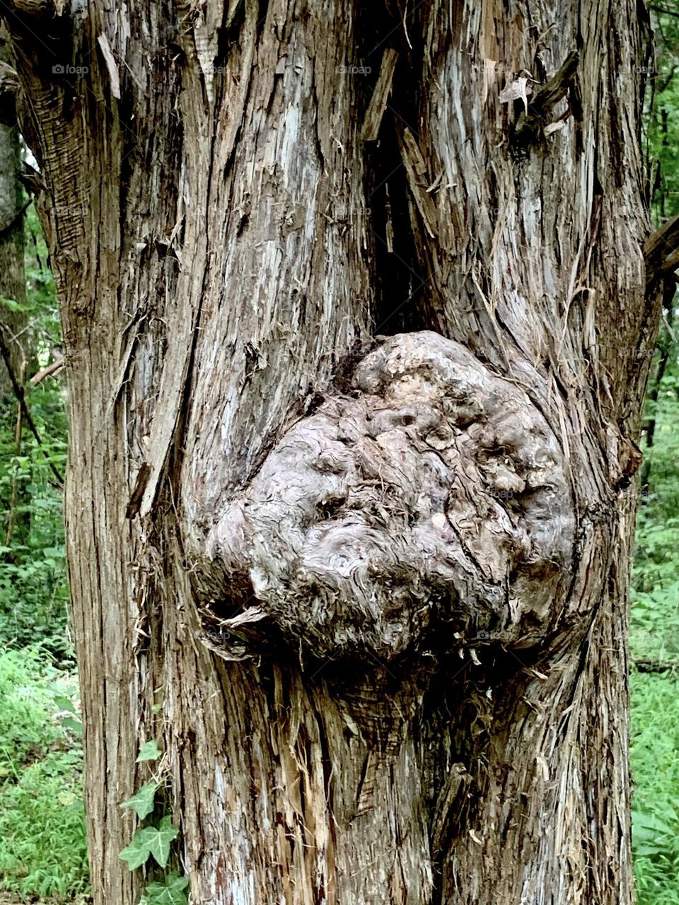 Burl