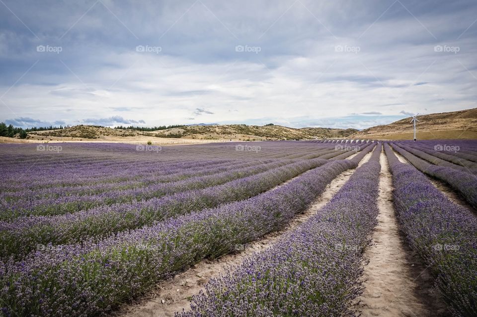Serene lavender field with wind turbine in the Mackenzie region, South Island, New Zealand 