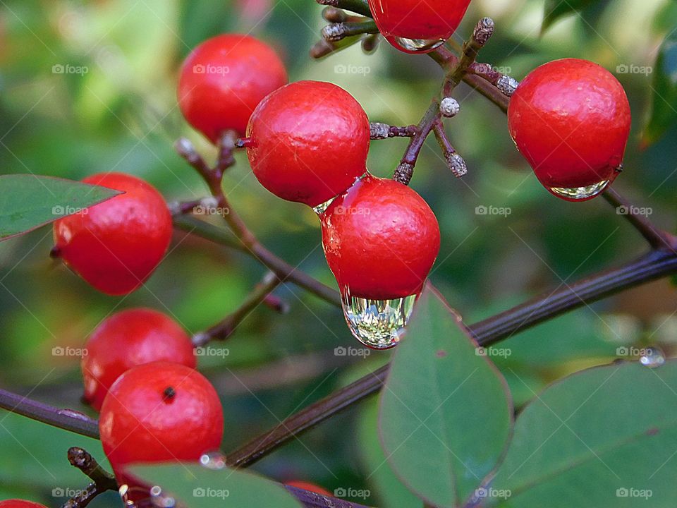 First signs of autumn - Brilliant red berries dangerously hang on to the branches after being weighed down by a morning rain