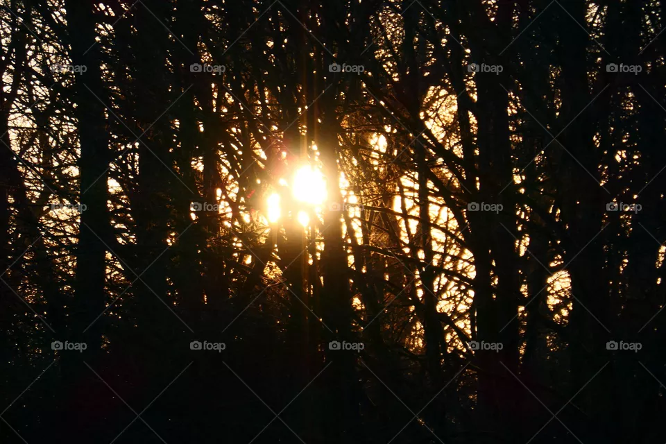 Sonnenuntergang im Wald