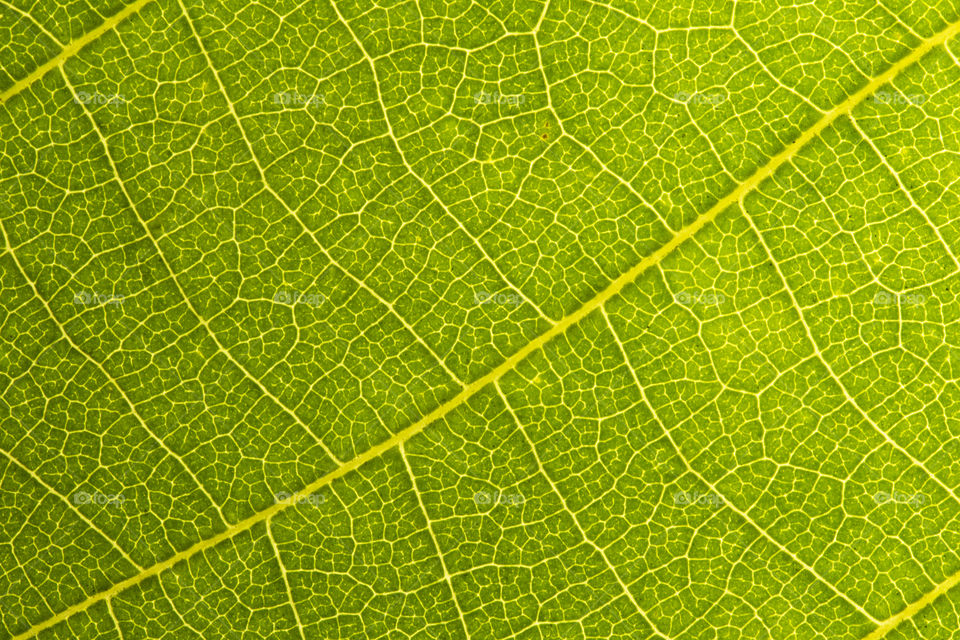 Green leaf seamless texture. Detail close image leaf macro seamless texture pattern. Macro close-up of leaf, Green leaf background texture. nature save concept
