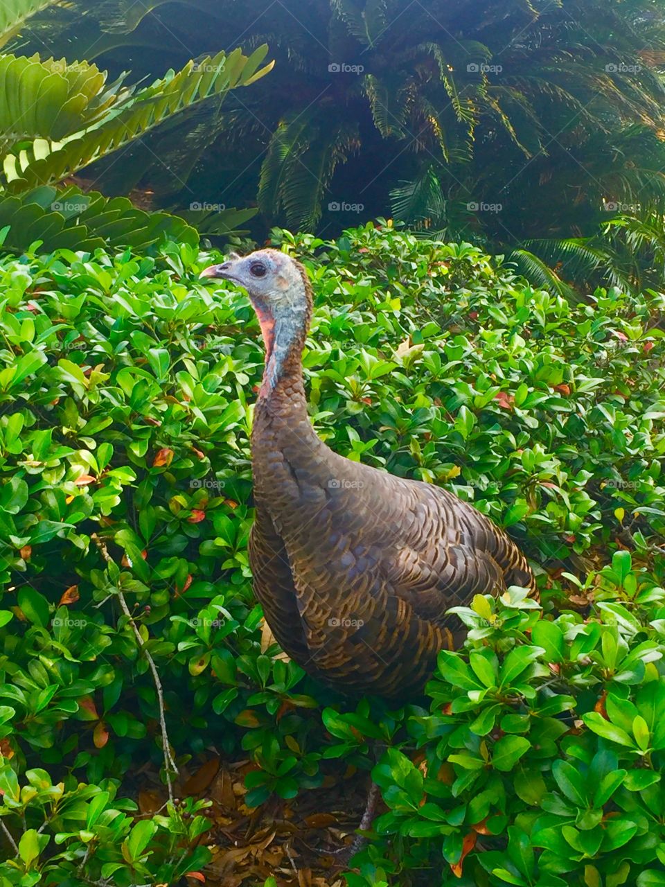 Tina the turkey  is stopping by to say hi! 