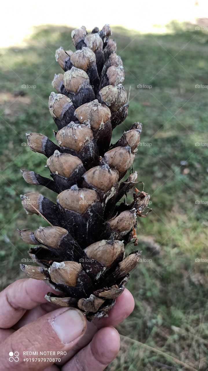 Beatiful Corn of Pine tree in Beautiful Forests of Shopian kashmir on Mughal Road  High Way ...