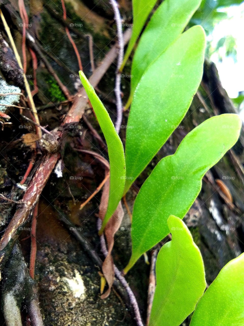 An epiphyte is an organism that grows on the surface of a plant and derives its moisture and nutrients from the air, rain, water (in marine environments) or from debris accumulating around it