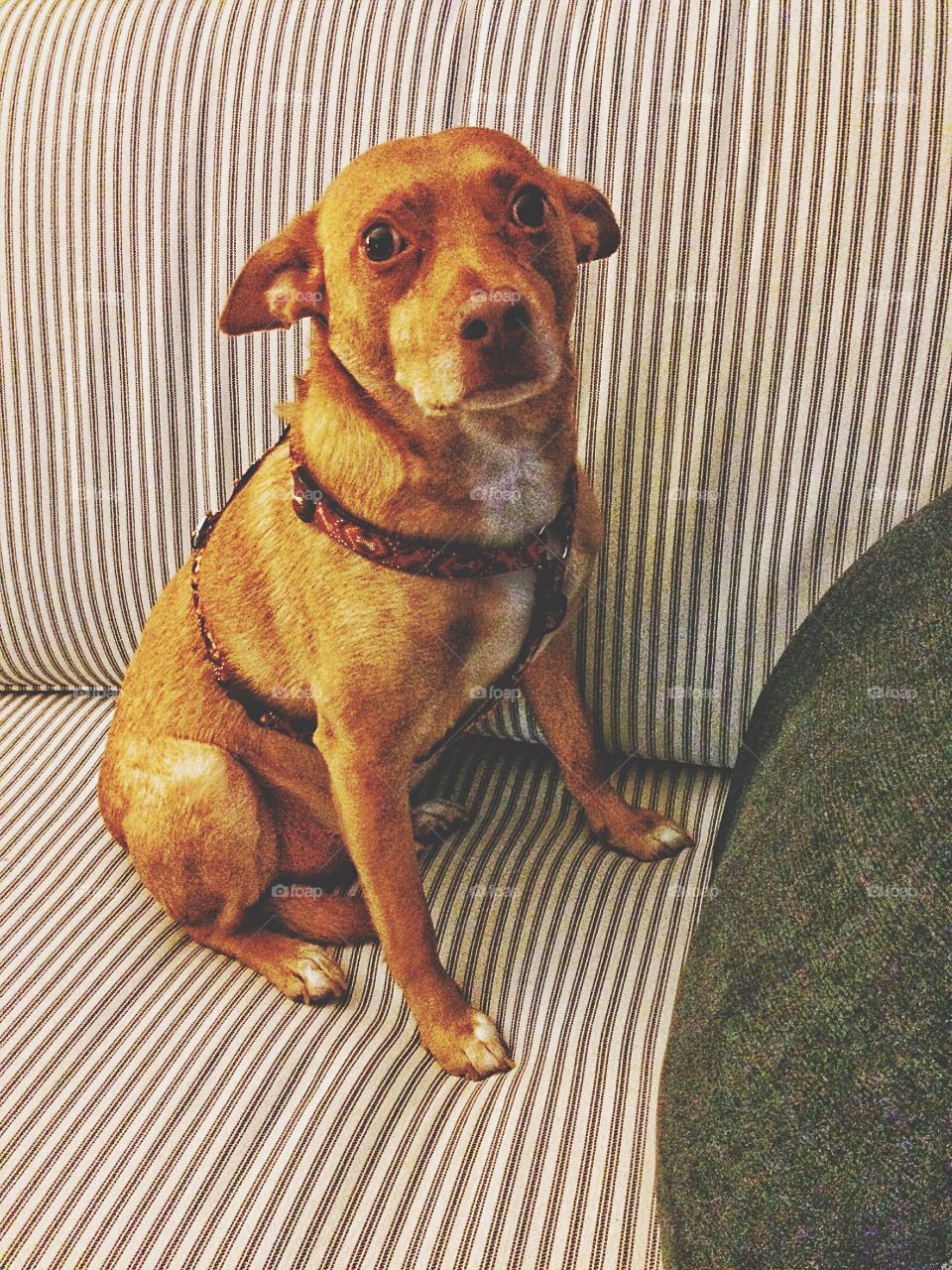 We bought a new livingroom set and he's terrified of the new chair.....