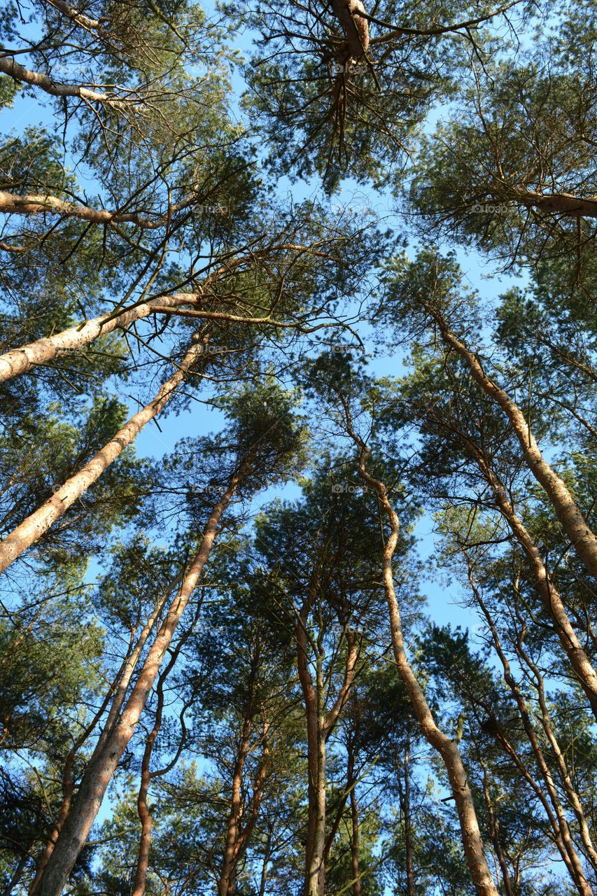 Tree, Wood, Nature, Landscape, Environment