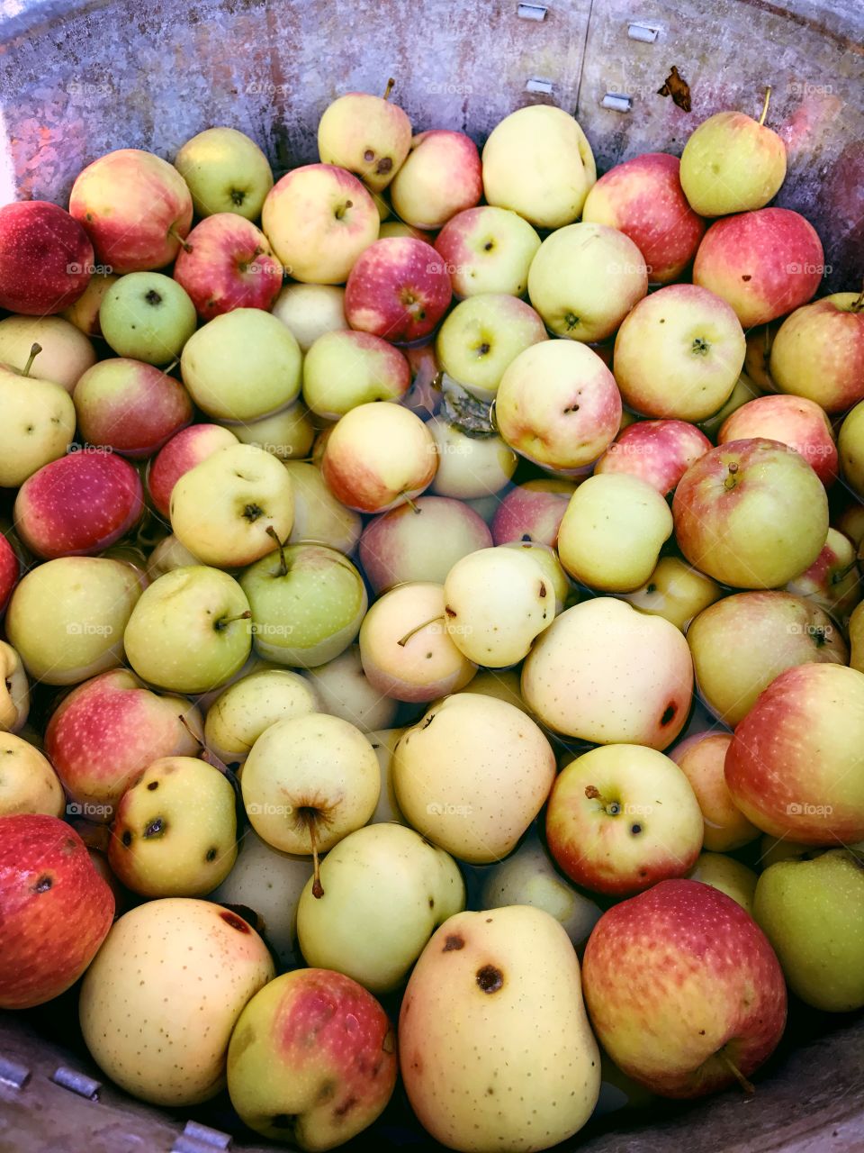 Cider apples