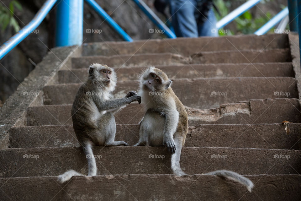 Monkey playing with each other on the stairway 