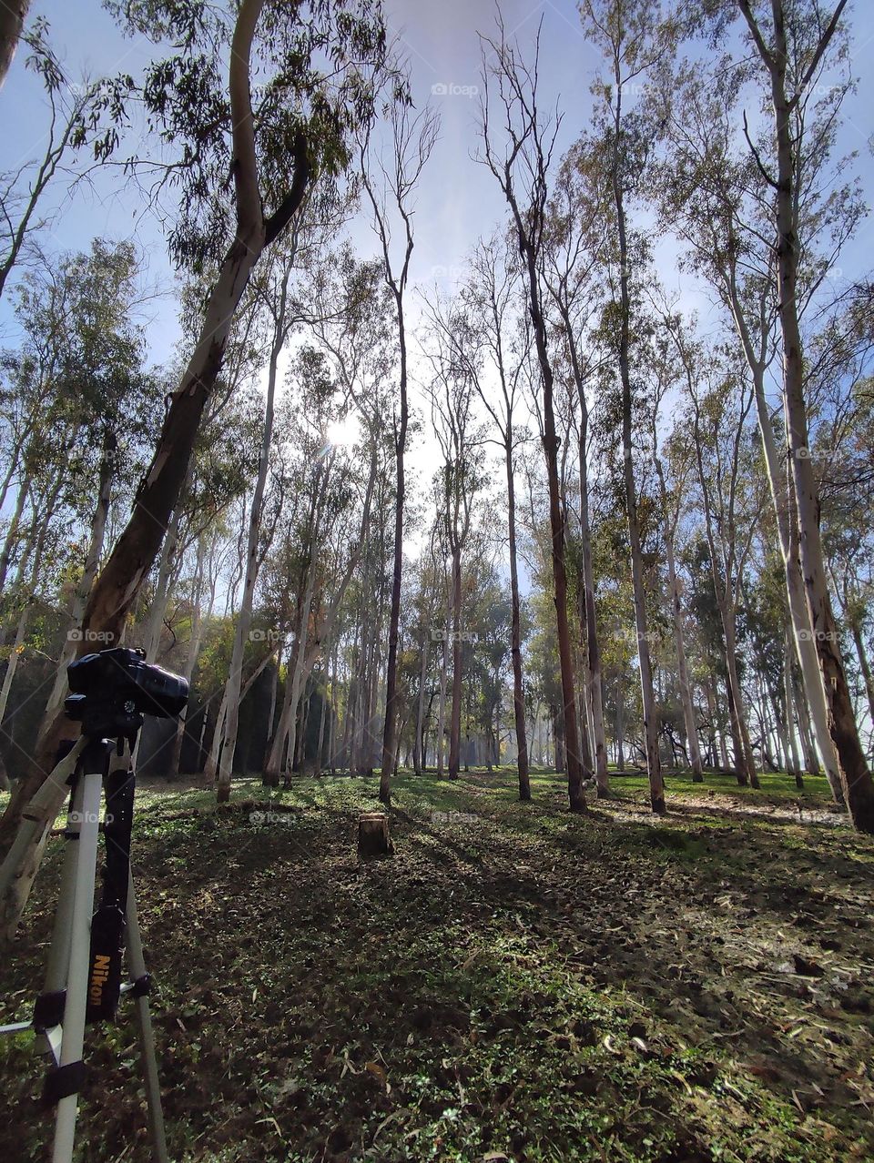 forest and photography