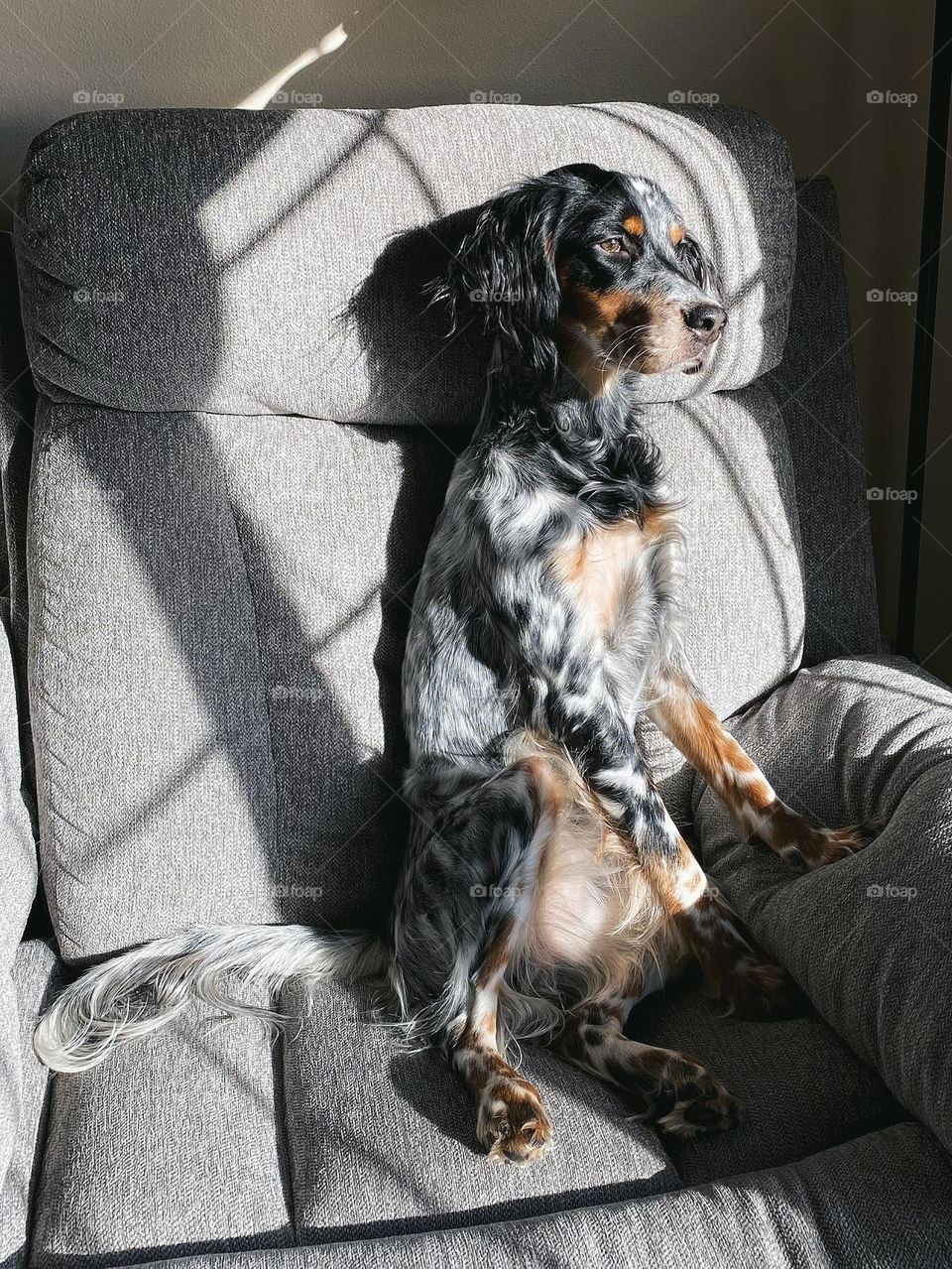 Dog sitting on furniture