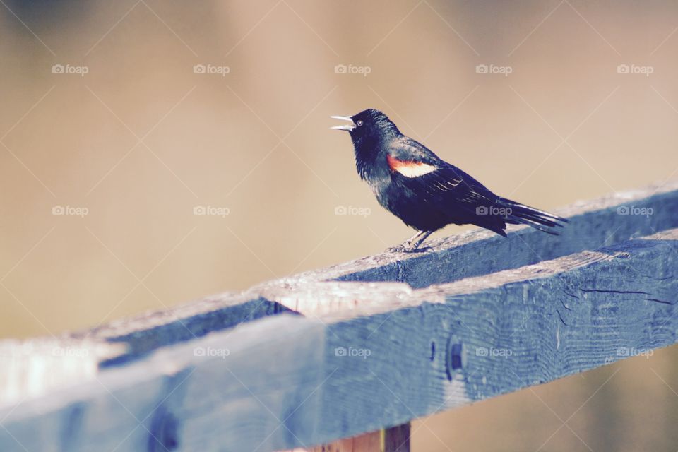 Blackbird on a fence