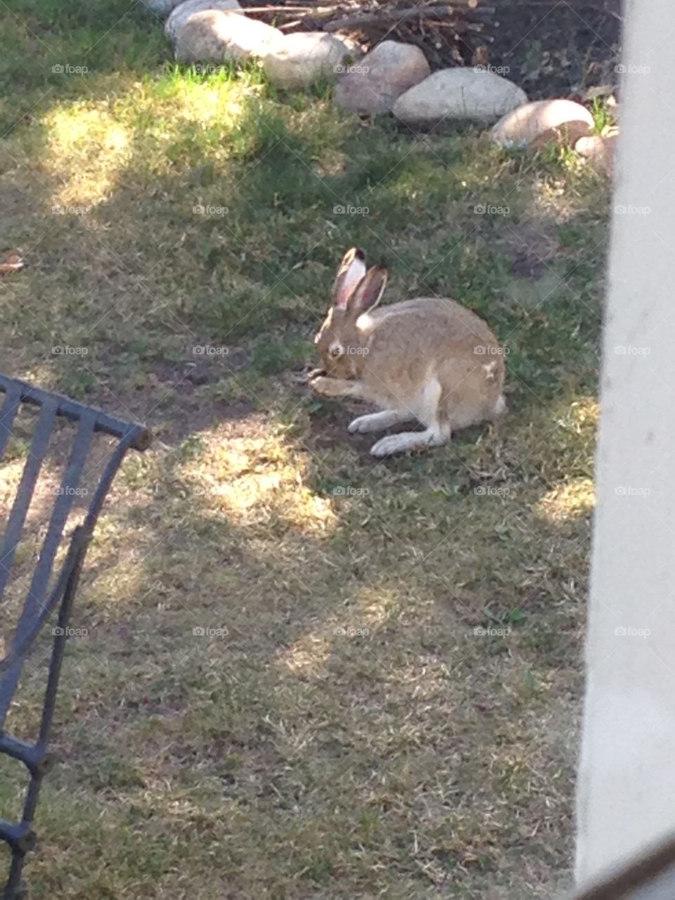 Jackrabbit in town