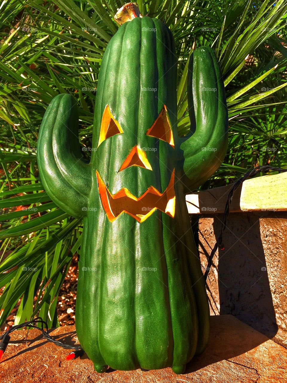 Desert pumpkin