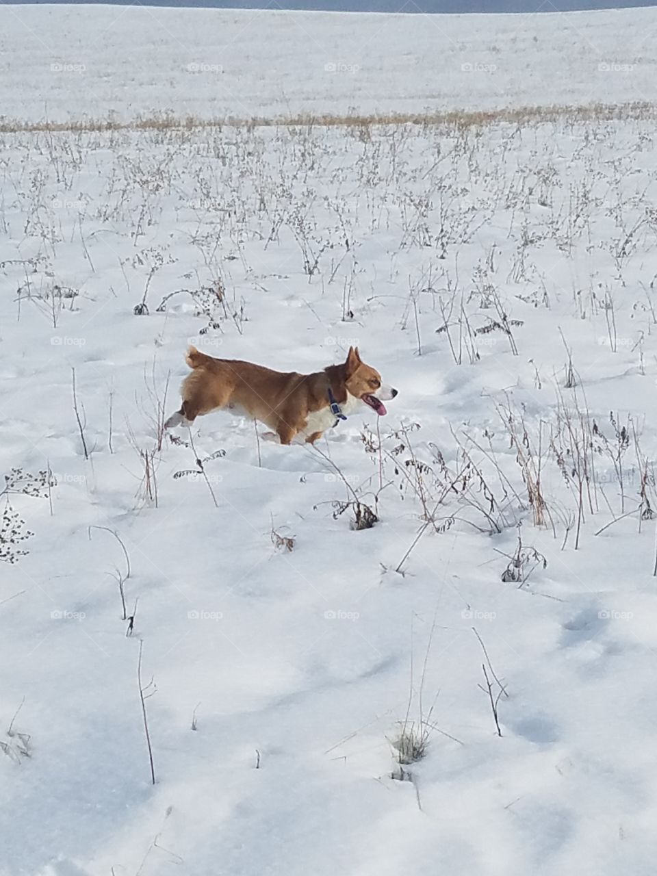 Corgi in the snow