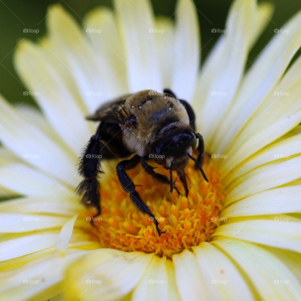 Bee