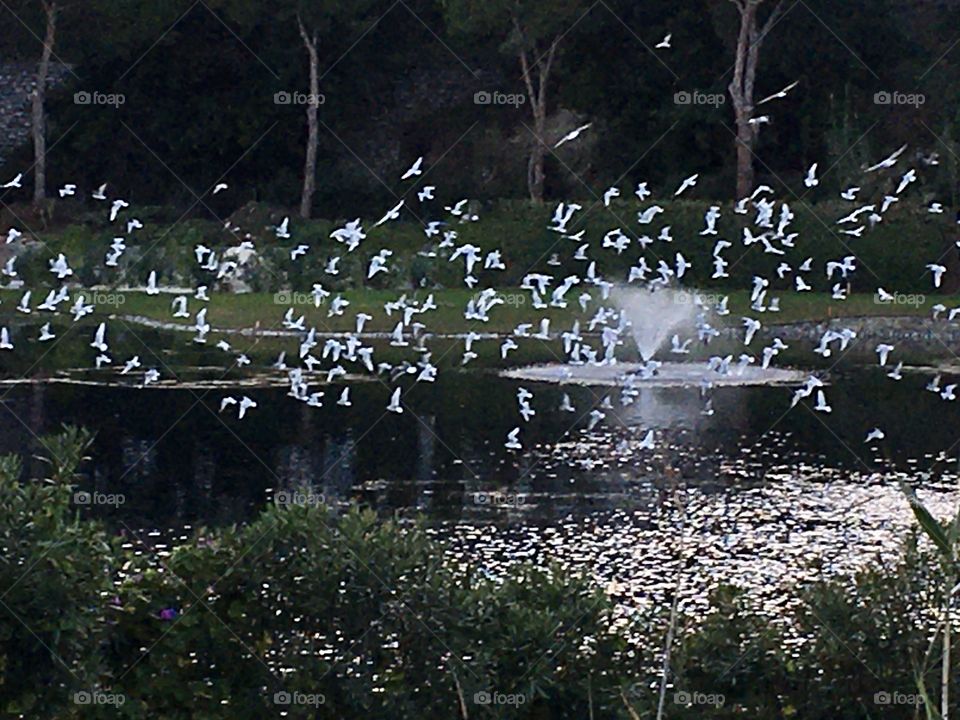Flight of seagulls like a ballet