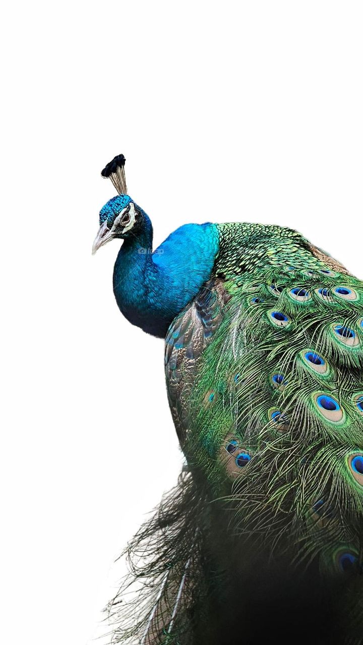 peacock