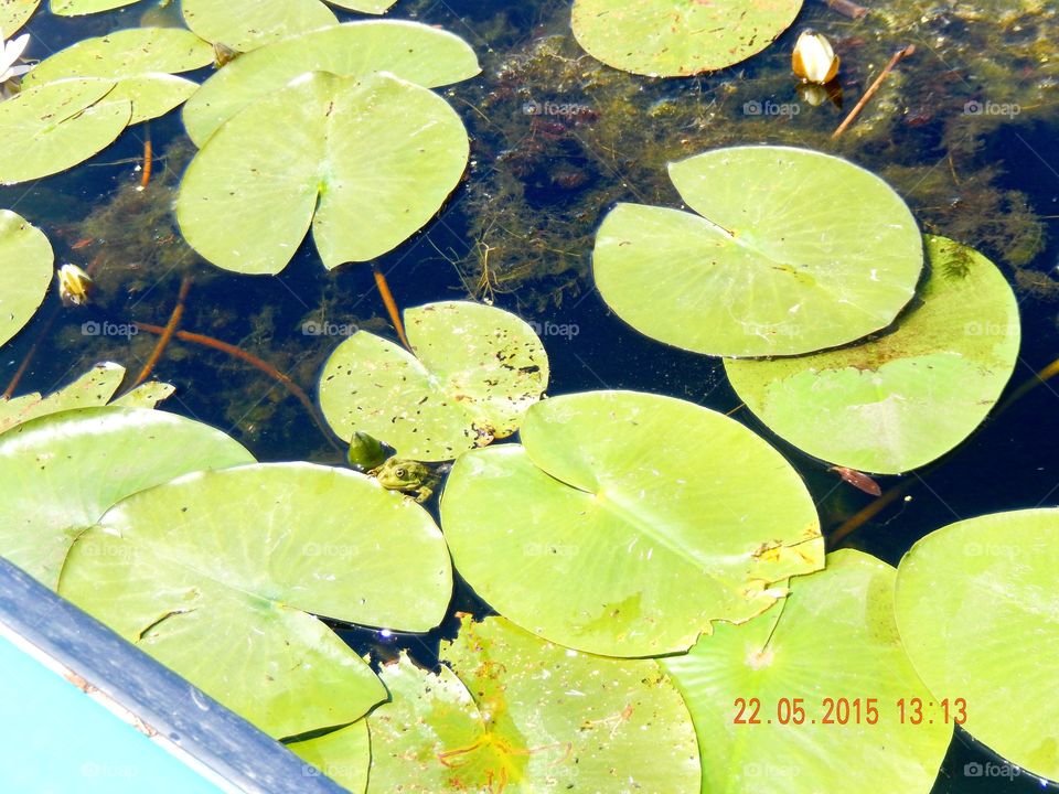 frog on water lily leaves in Danube Delta