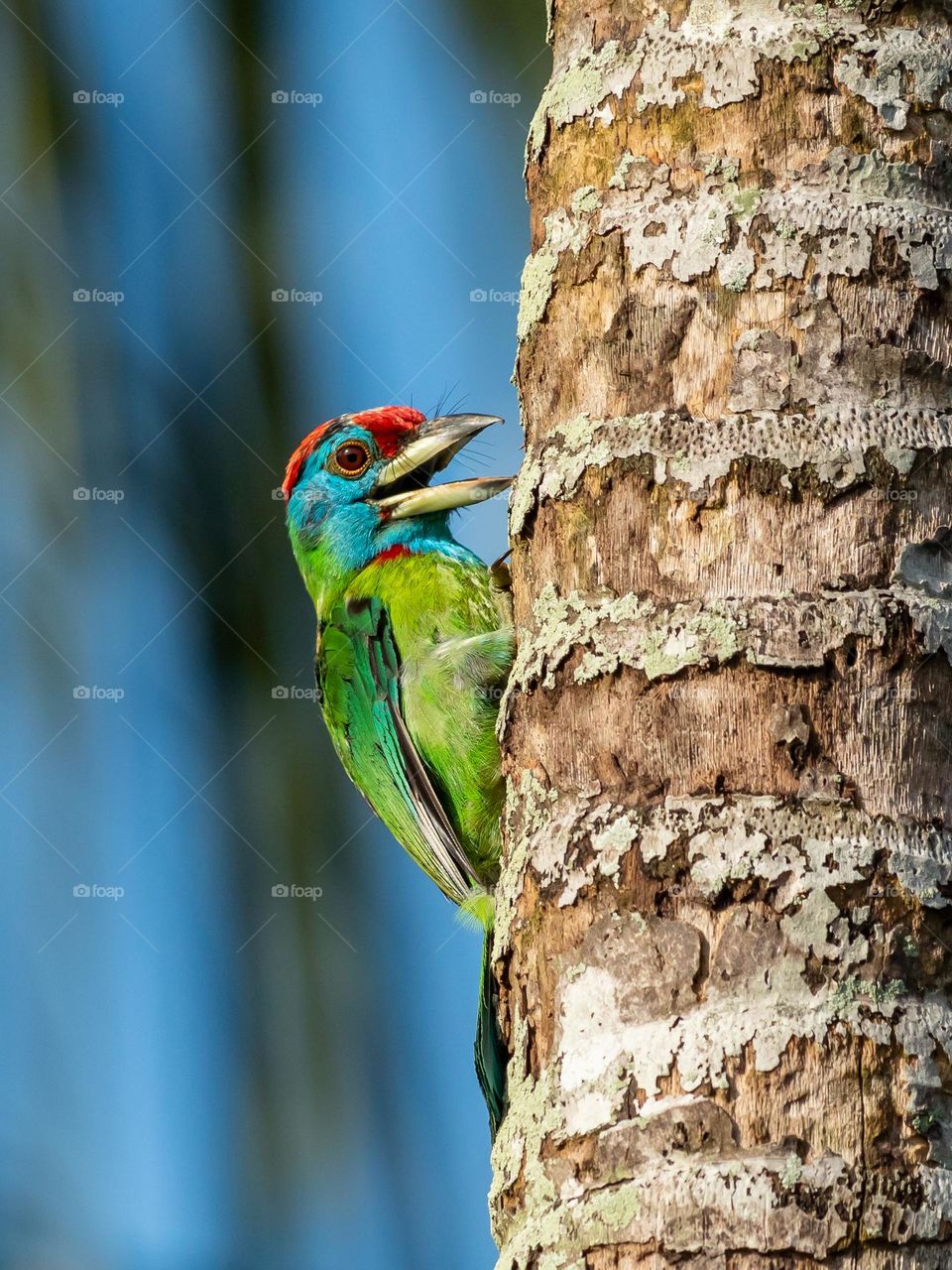 Blue-throated barbet