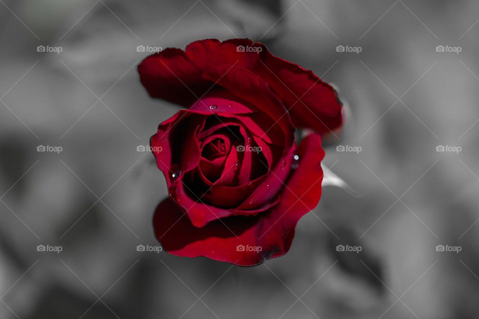 Red Rose