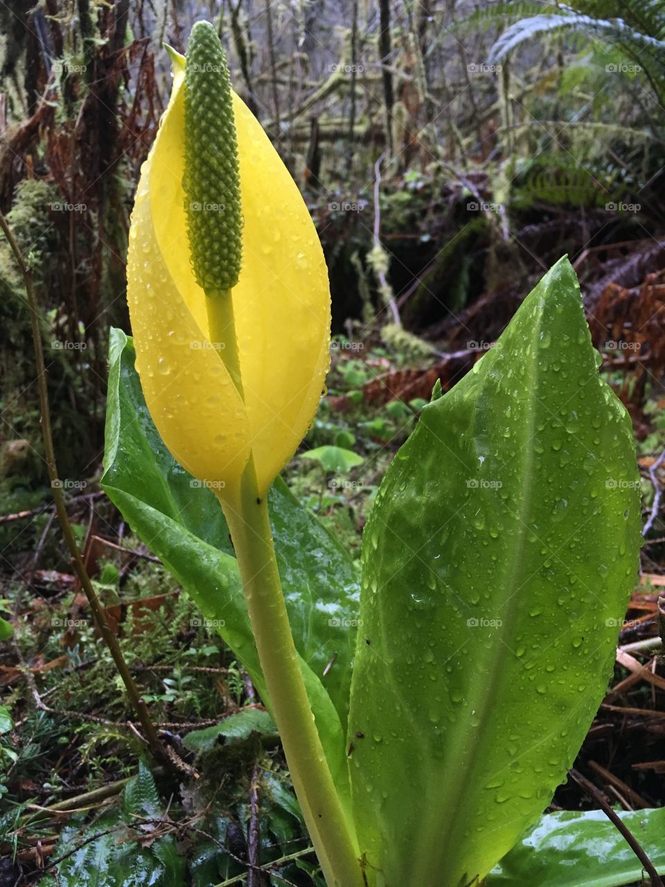 We call them skunk cabbage 