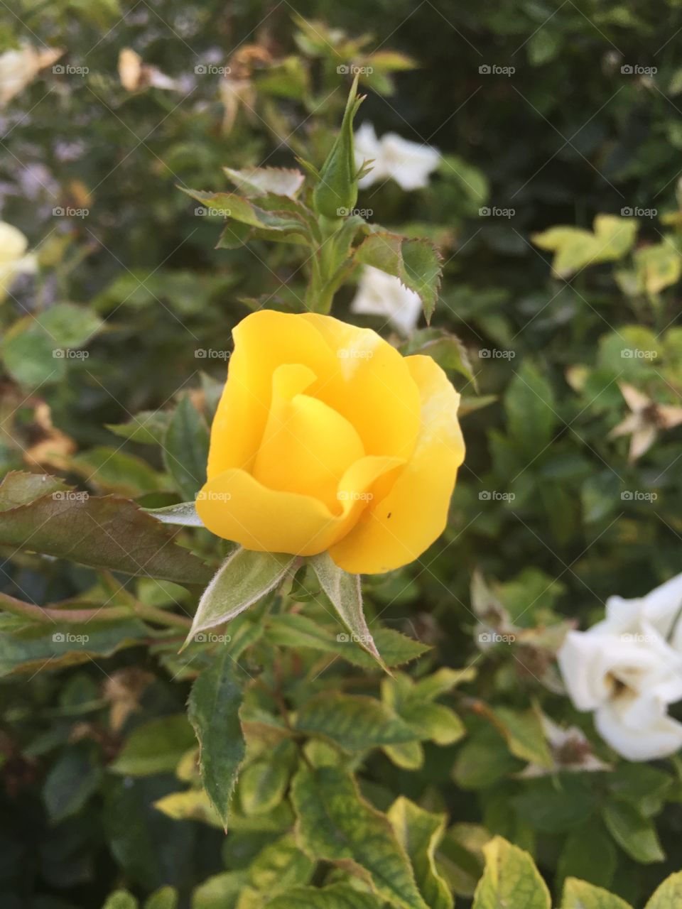 Bright yellow flower bud on bush 