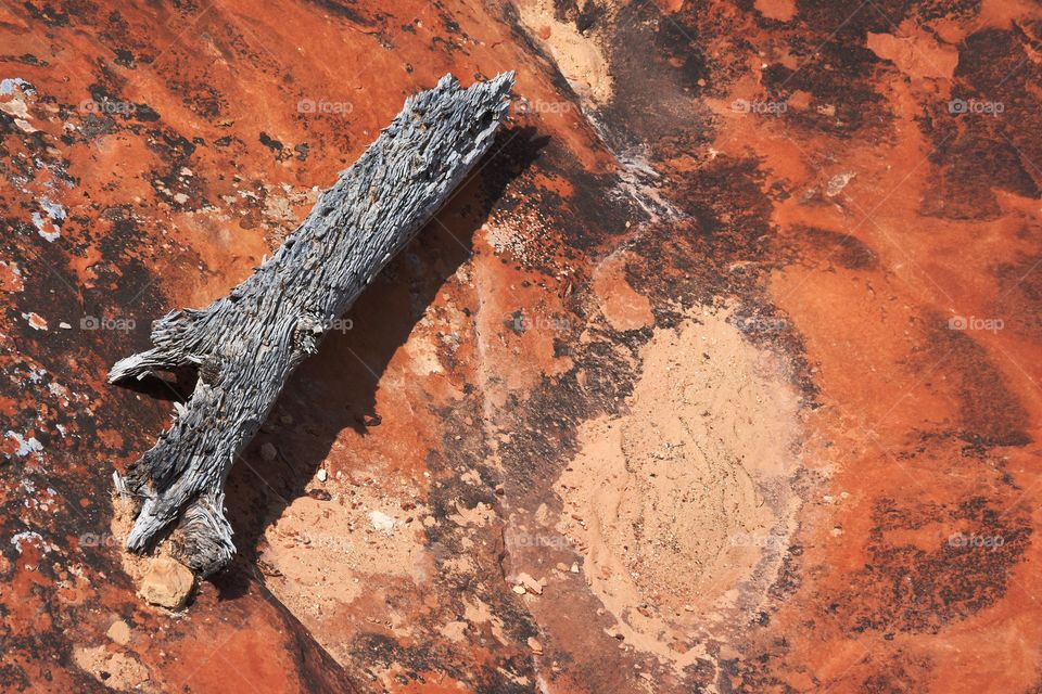 A gnarly, weathered log sits on red sandstone.