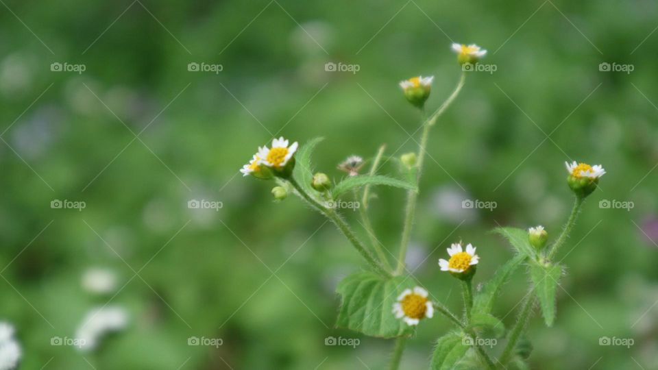 Galinsoga quadriradiata is a species of flowering plant in the family Asteraceae which is known by several common names, including shaggy soldier, Peruvian daisy, hairy galinsoga. Its native home is apparently central Mexico