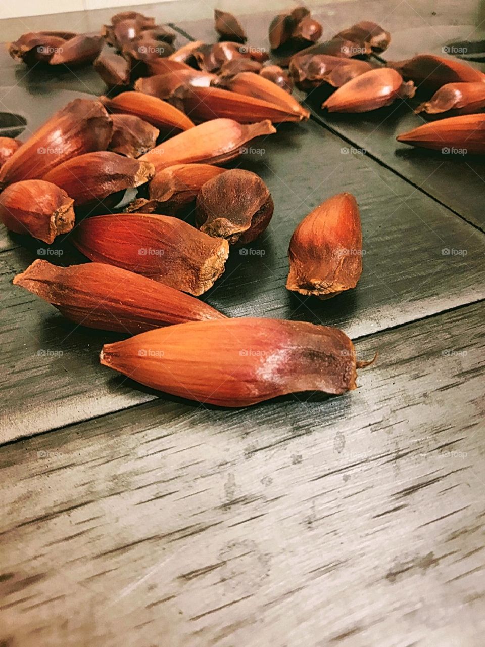 pinhão, a Brazilian edible seed