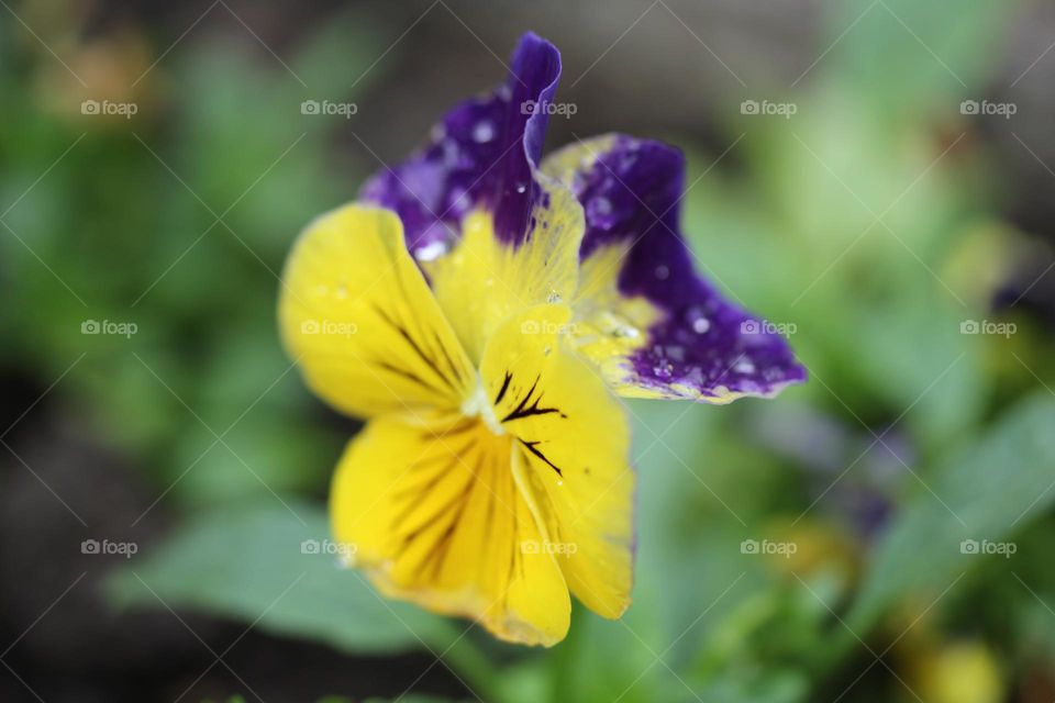 Dropletes of water on the flower