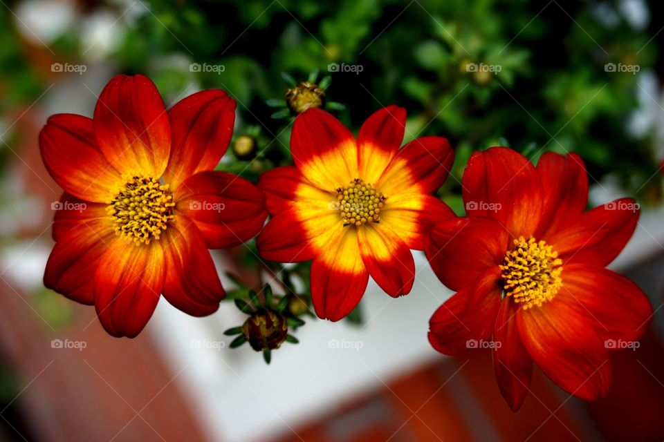 Gardenflowers