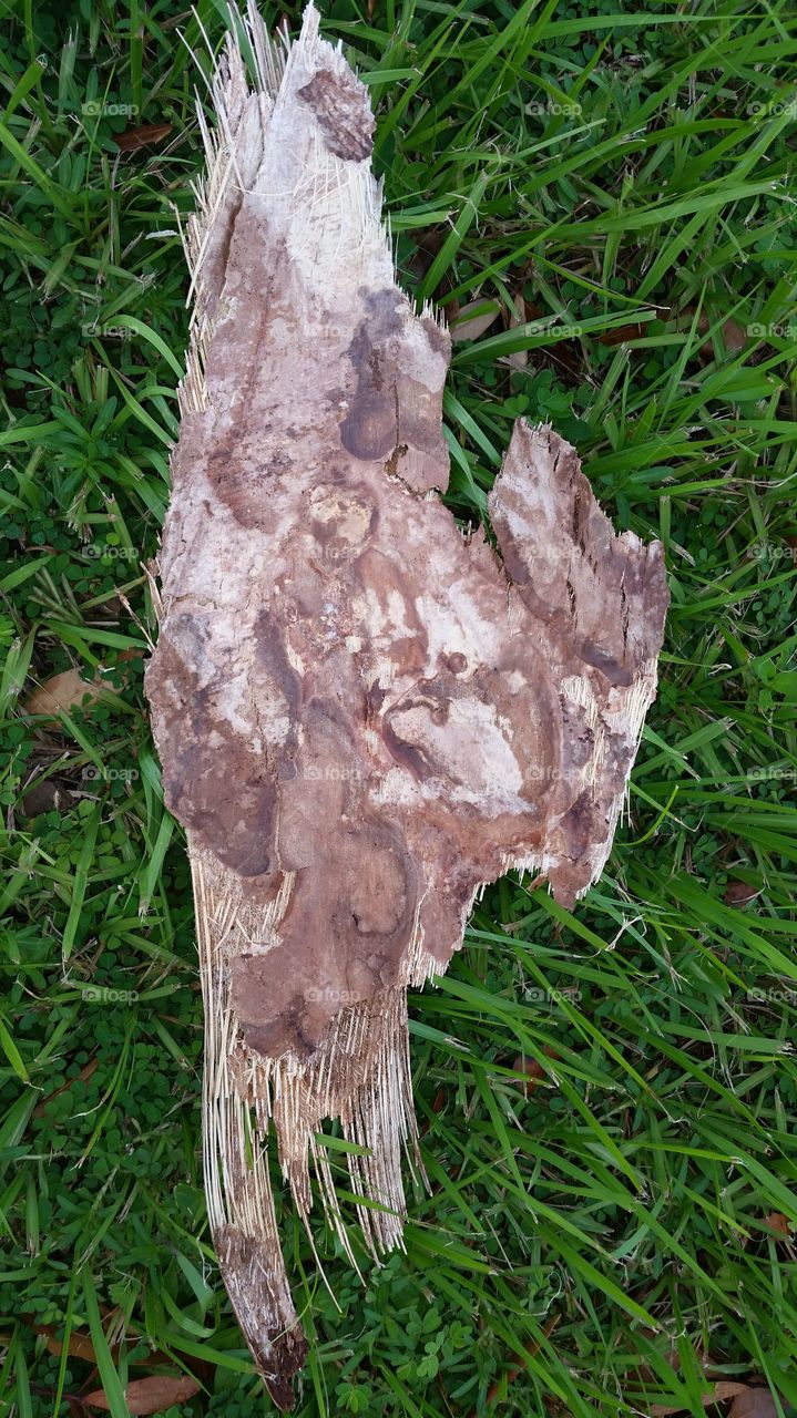 tree bark, green grass, fall