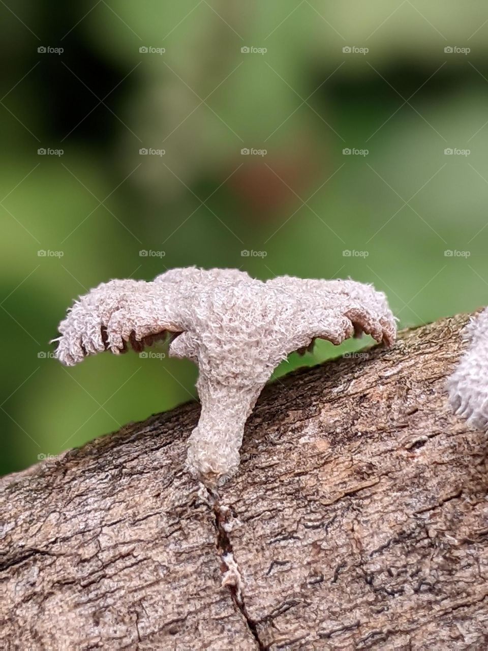 mushrooms that grow on tree trunks