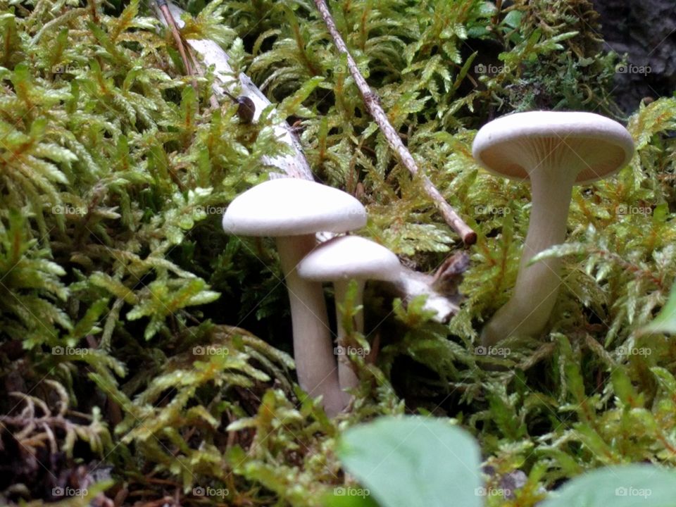 white mushrooms