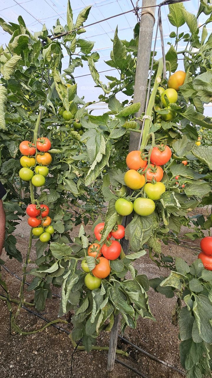 Tomatera de invernadero España