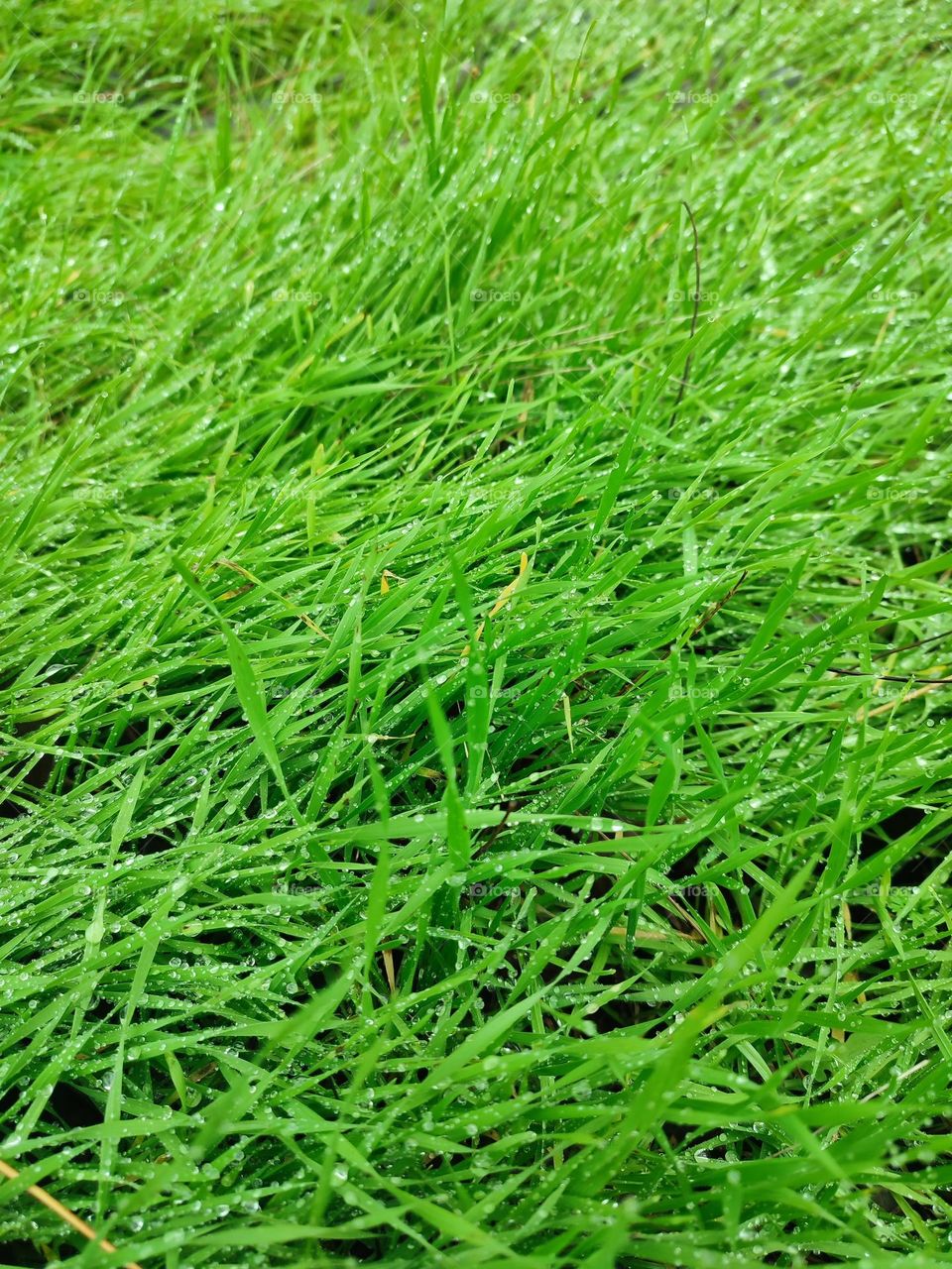 Bright green grass, morning dew on the grass, greenery, spring grass background