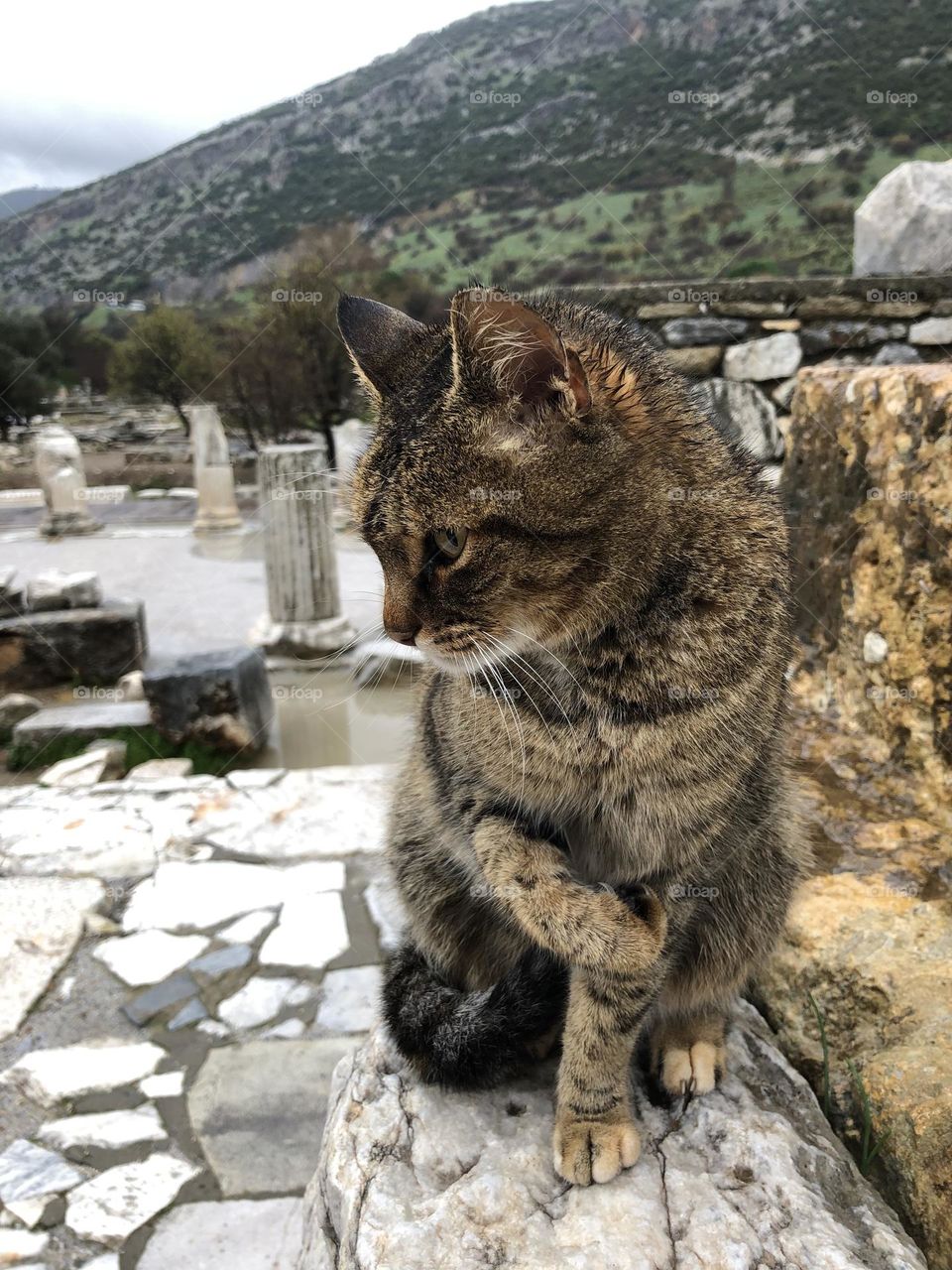 Ephesus Turkish Cat