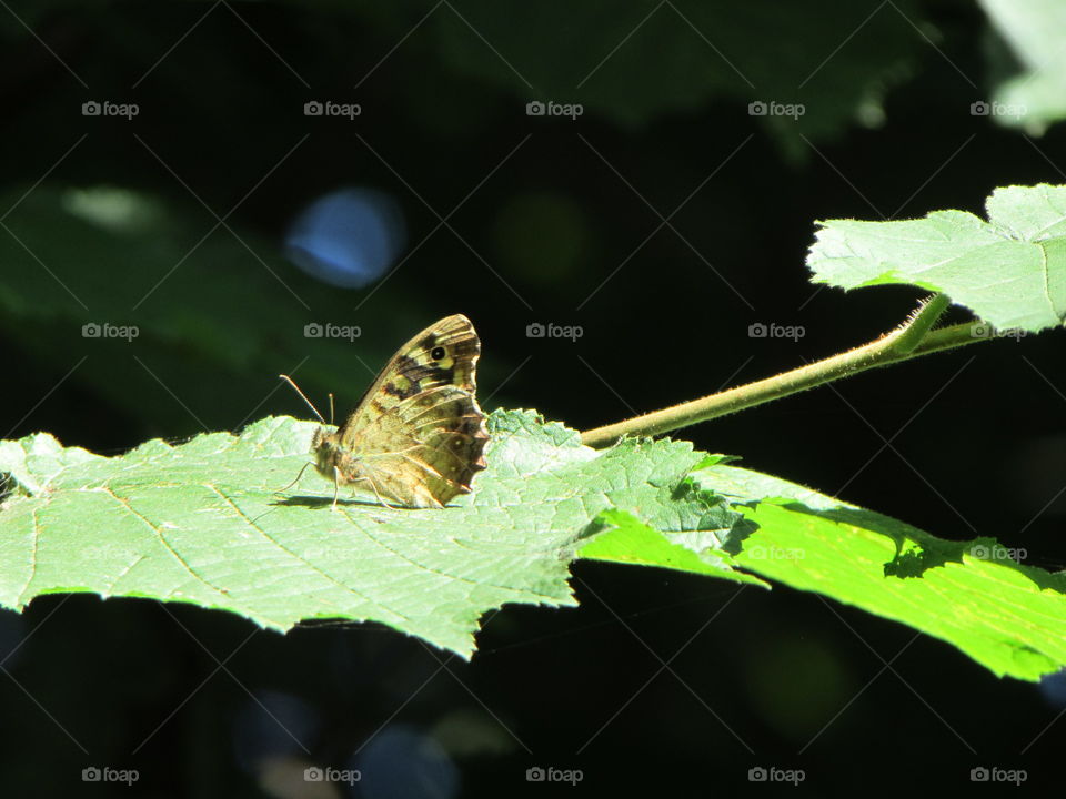 Speckled wood butterfly resting