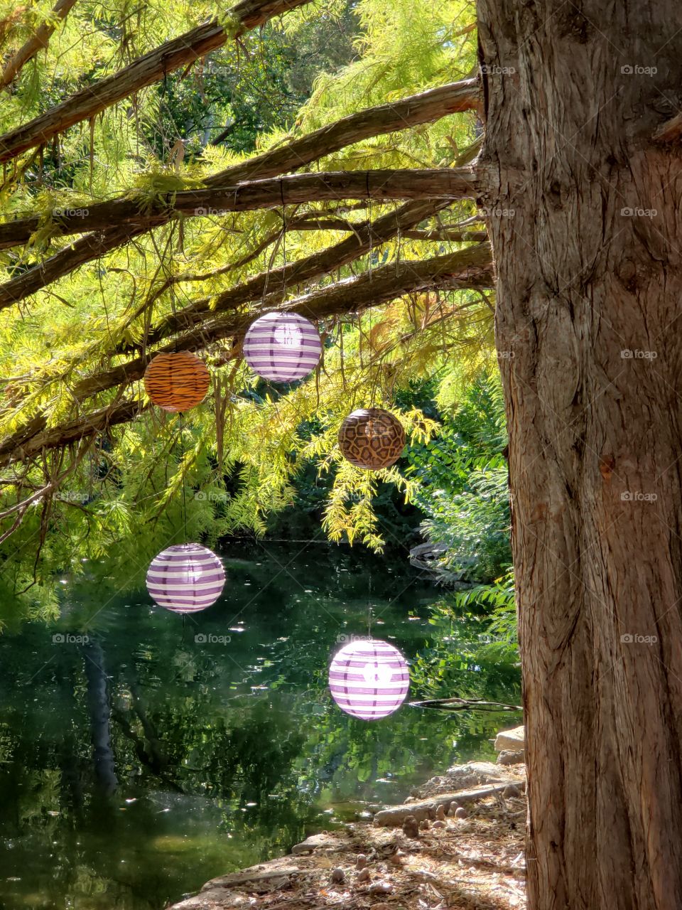 lanterns hanging from tree along the creek
