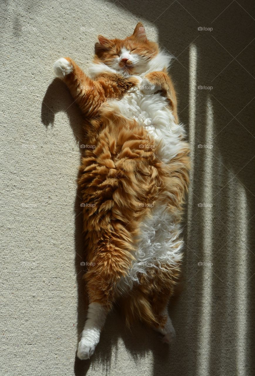 cat sleeping home in the beautiful sunlight and shadows top view background, funny portrait, love pet