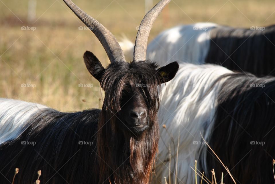 hairstyle