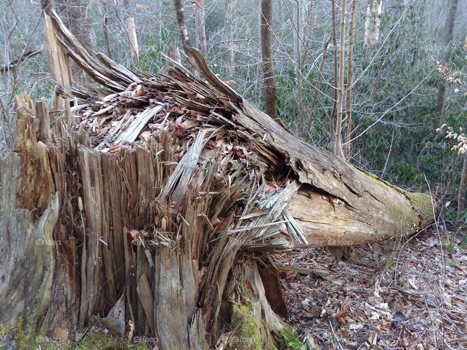 Downed Hemlock Tree Using Dynamite at Joyce Kilmer Memorial Forest Wilderness Area
