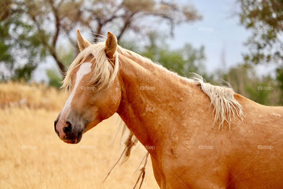 Gorgeous wild horse in Stagecoach , Nevada, a Palomino stallion  