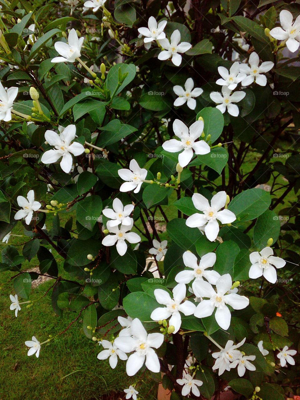 White Flowering