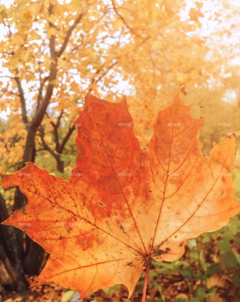 autumn colorful leaf